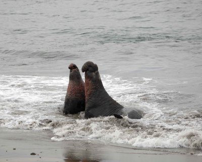 Seal, Northern Elephant, 2 Bulls, fighting-010110-Piedras Blancas, CA, Pacific Ocean-#1003.jpg