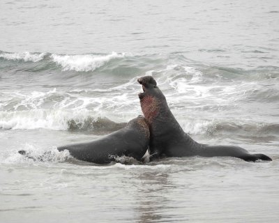 Seal, Northern Elephant, 2 Bulls, fighting-010110-Piedras Blancas, CA, Pacific Ocean-#1016.jpg