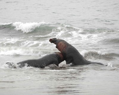 Seal, Northern Elephant, 2 Bulls, fighting-010110-Piedras Blancas, CA, Pacific Ocean-#1017.jpg