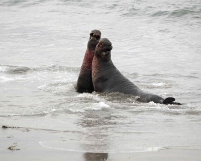 Seal, Northern Elephant, 2 Bulls, fighting-010110-Piedras Blancas, CA, Pacific Ocean-#1037.jpg