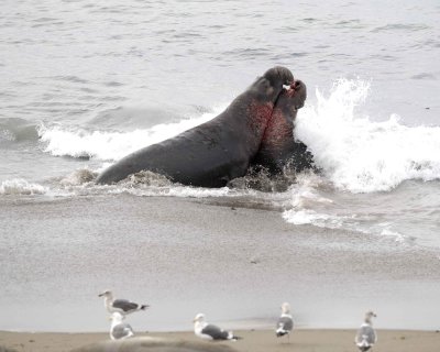 Seal, Northern Elephant, 2 Bulls, fighting-010110-Piedras Blancas, CA, Pacific Ocean-#1044.jpg