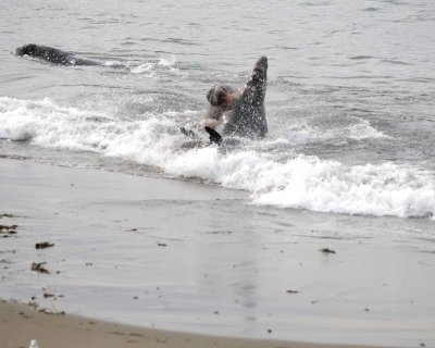Seal, Northern Elephant, 2 Bulls, fighting-010110-Piedras Blancas, CA, Pacific Ocean-#1110.jpg