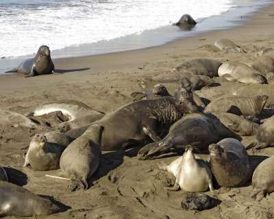 Seal, Northern Elephant, 2 Bulls, fighting-123109-Piedras Blancas, CA, Pacific Ocean-#0967.jpg
