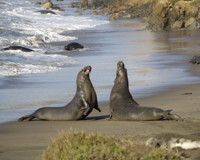 Seal, Northern Elephant, 2 Bulls, fighting-123109-Piedras Blancas, CA, Pacific Ocean-#0989.jpg