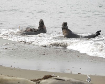 Seal, Northern Elephant, 3 Bulls, fighting-010110-Piedras Blancas, CA, Pacific Ocean-#1096.jpg