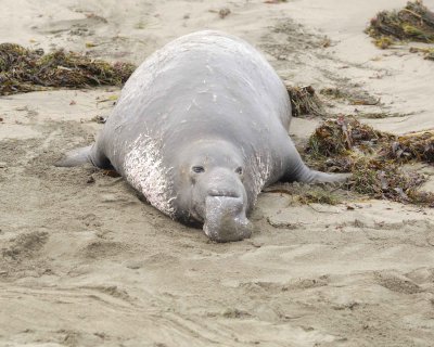 Seal, Northern Elephant, Bull-010110-Piedras Blancas, CA, Pacific Ocean-#0133.jpg