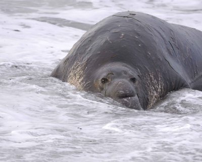 Seal, Northern Elephant, Bull-010110-Piedras Blancas, CA, Pacific Ocean-#0435.jpg