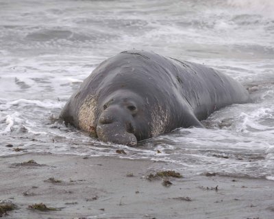 Seal, Northern Elephant, Bull-010110-Piedras Blancas, CA, Pacific Ocean-#0440.jpg