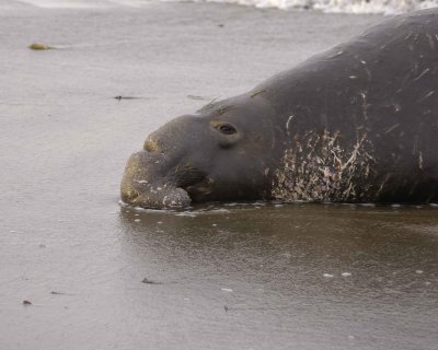 Seal, Northern Elephant, Bull-010110-Piedras Blancas, CA, Pacific Ocean-#0444.jpg