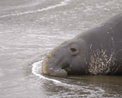 Seal, Northern Elephant, Bull-010110-Piedras Blancas, CA, Pacific Ocean-#0454.jpg