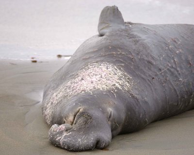 Seal, Northern Elephant, Bull-010110-Piedras Blancas, CA, Pacific Ocean-#0460.jpg
