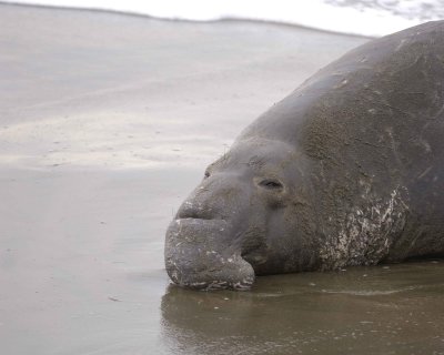 Seal, Northern Elephant, Bull-010110-Piedras Blancas, CA, Pacific Ocean-#0461.jpg
