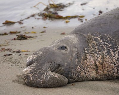 Seal, Northern Elephant, Bull-010110-Piedras Blancas, CA, Pacific Ocean-#0510.jpg