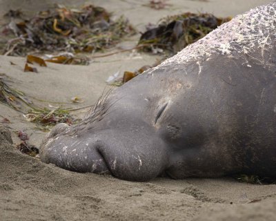 Seal, Northern Elephant, Bull-010110-Piedras Blancas, CA, Pacific Ocean-#0585.jpg