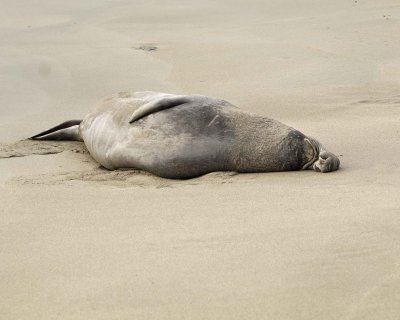 Seal, Northern Elephant, Bull-010110-Piedras Blancas, CA, Pacific Ocean-#1262.jpg