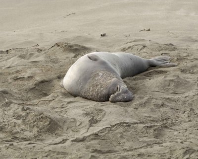 Seal, Northern Elephant, Bull-010110-Piedras Blancas, CA, Pacific Ocean-#1278.jpg