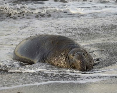 Seal, Northern Elephant, Bull-010210-Piedras Blancas, CA, Pacific Ocean-#0168.jpg