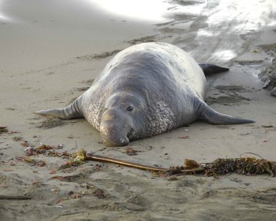 Seal, Northern Elephant, Bull-010210-Piedras Blancas, CA, Pacific Ocean-#0233.jpg