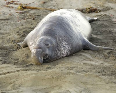 Seal, Northern Elephant, Bull-010210-Piedras Blancas, CA, Pacific Ocean-#0269.jpg