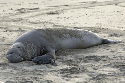 Seal, Northern Elephant, Bull & Pup-123009-Piedras Blancas, CA, Pacific Ocean-#1386.jpg