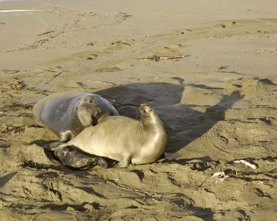 Seal, Northern Elephant, Bull pinning Cow-010210-Piedras Blancas, CA, Pacific Ocean-#0401.jpg