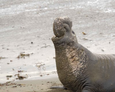 Seal, Northern Elephant, Bull, bellowing-010110-Piedras Blancas, CA, Pacific Ocean-#0193.jpg