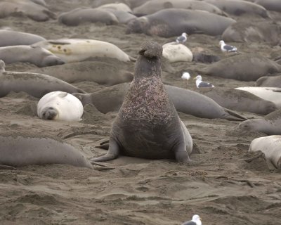 Seal, Northern Elephant, Bull, bellowing-010110-Piedras Blancas, CA, Pacific Ocean-#0467.jpg