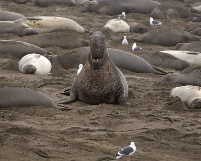 Seal, Northern Elephant, Bull, bellowing-010110-Piedras Blancas, CA, Pacific Ocean-#0473.jpg
