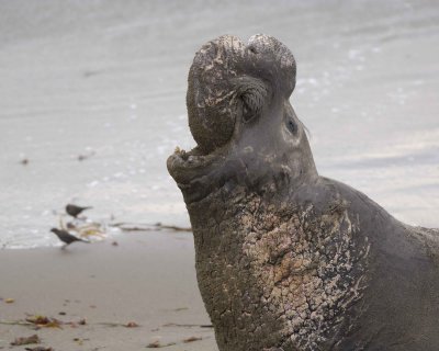 Seal, Northern Elephant, Bull, bellowing-010110-Piedras Blancas, CA, Pacific Ocean-#0502.jpg