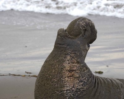 Seal, Northern Elephant, Bull, bellowing-010110-Piedras Blancas, CA, Pacific Ocean-#0508.jpg