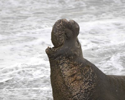 Seal, Northern Elephant, Bull, bellowing-010110-Piedras Blancas, CA, Pacific Ocean-#0554.jpg