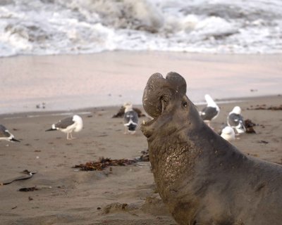 Seal, Northern Elephant, Bull, bellowing-010210-Piedras Blancas, CA, Pacific Ocean-#0062.jpg