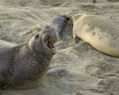 Seal, Northern Elephant, Bull, bellowing-010210-Piedras Blancas, CA, Pacific Ocean-#0224.jpg