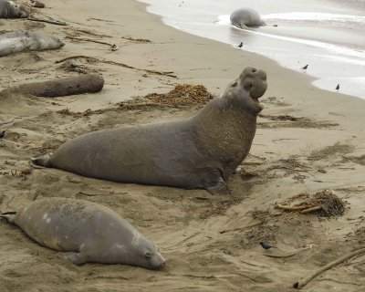 Seal, Northern Elephant, Bull, bellowing-123009-Piedras Blancas, CA, Pacific Ocean-#0055.jpg