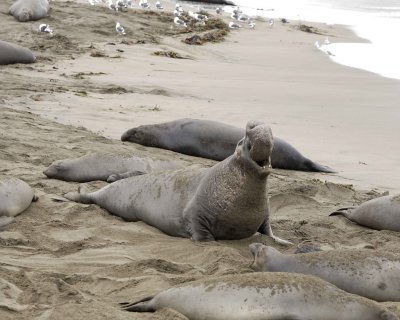 Seal, Northern Elephant, Bull, bellowing-123009-Piedras Blancas, CA, Pacific Ocean-#0224.jpg