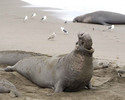 Seal, Northern Elephant, Bull, bellowing-123009-Piedras Blancas, CA, Pacific Ocean-#0294.jpg