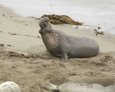 Seal, Northern Elephant, Bull, bellowing-123009-Piedras Blancas, CA, Pacific Ocean-#0435.jpg