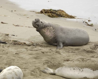 Seal, Northern Elephant, Bull, bellowing-123009-Piedras Blancas, CA, Pacific Ocean-#0440.jpg