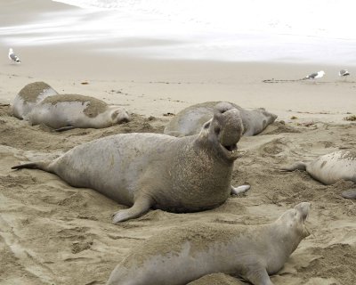 Seal, Northern Elephant, Bull, bellowing-123009-Piedras Blancas, CA, Pacific Ocean-#0444.jpg