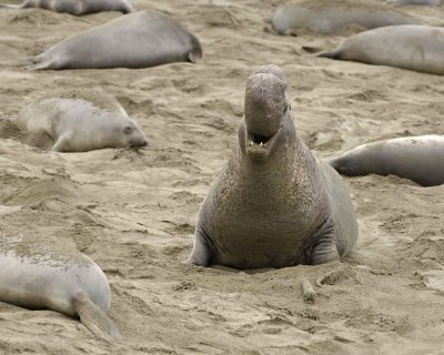 Seal, Northern Elephant, Bull, bellowing-123009-Piedras Blancas, CA, Pacific Ocean-#0801.jpg