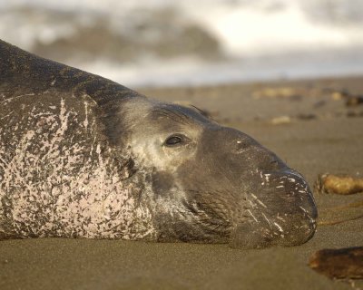 Seal, Northern Elephant, Bull-010210-Piedras Blancas, CA, Pacific Ocean-#0349.jpg