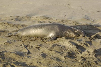 Seal, Northern Elephant, Bull-010210-Piedras Blancas, CA, Pacific Ocean-#0425.jpg