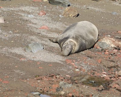 Seal, Northern Elephant, Bull-122909-Piedras Blancas, CA, Pacific Ocean-#0115.jpg