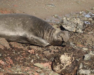 Seal, Northern Elephant, Bull-122909-Piedras Blancas, CA, Pacific Ocean-#0157.jpg