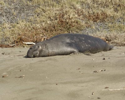 Seal, Northern Elephant, Bull-122909-Piedras Blancas, CA, Pacific Ocean-#0185.jpg