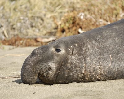 Seal, Northern Elephant, Bull-122909-Piedras Blancas, CA, Pacific Ocean-#0190.jpg
