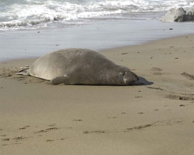 Seal, Northern Elephant, Bull-122909-Piedras Blancas, CA, Pacific Ocean-#0195.jpg
