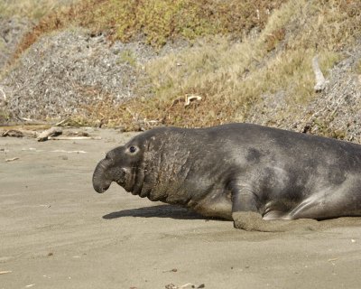 Seal, Northern Elephant, Bull-122909-Piedras Blancas, CA, Pacific Ocean-#0205.jpg