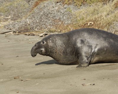Seal, Northern Elephant, Bull-122909-Piedras Blancas, CA, Pacific Ocean-#0206.jpg