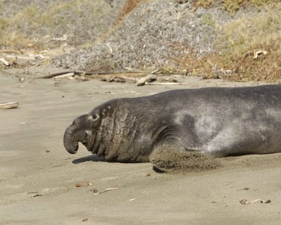 Seal, Northern Elephant, Bull-122909-Piedras Blancas, CA, Pacific Ocean-#0207.jpg